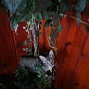 Loki joined the competition — help win amazing prizes! kitten, cat, indoor, plant, greenery, wood_paneling, leafy, curious, pet, animal, feline, domestic_cat, young_cat, nature, decor, houseplant, wood, background, hiding, cute