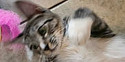 Loki is registered to the contest to win money with this photo: cat, tabby, white_paws, playful, floor, tile, pet, indoor, feline, motion_blur, animal, cute, fur, whiskers, claws, paw, domestic_cat, young_cat, relaxing, active