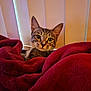 Loki joined the competition — help win amazing prizes! cat, tabby, blanket, maroon, cozy, indoor, pet, fur, curious, resting, soft, warm, comfort, animal, whiskers, ears, eyes, face, window, blinds