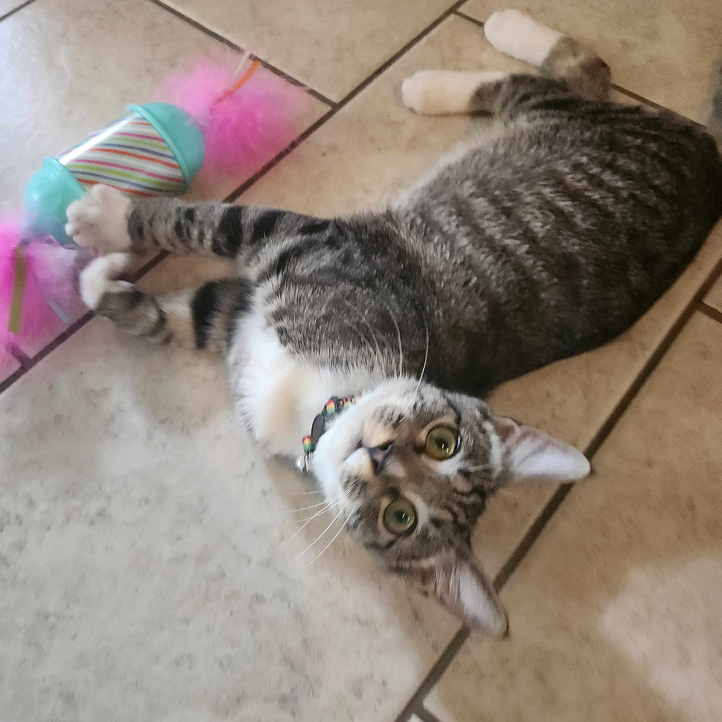 Loki joined the competition — help win amazing prizes! animal, cat, closeup, collar, curious, domestic, feathers, feline, floor, indoor, looking_up, paws, pet, playful, resting, striped, tabby_cat, tile, toy, whiskers