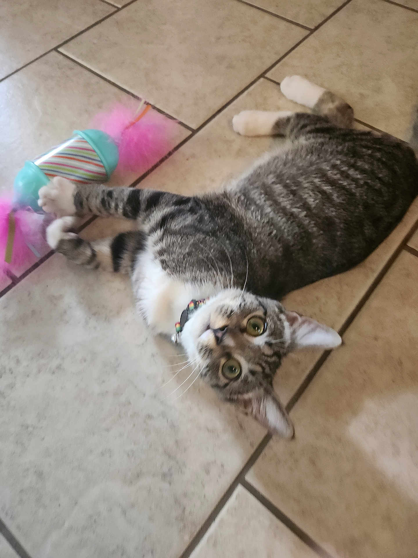 Loki joined the competition — help win amazing prizes! cat, tabby_cat, toy, feathers, floor, tile, pet, collar, playful, curious, animal, whiskers, paws, indoor, domestic, feline, looking_up, striped, resting, closeup