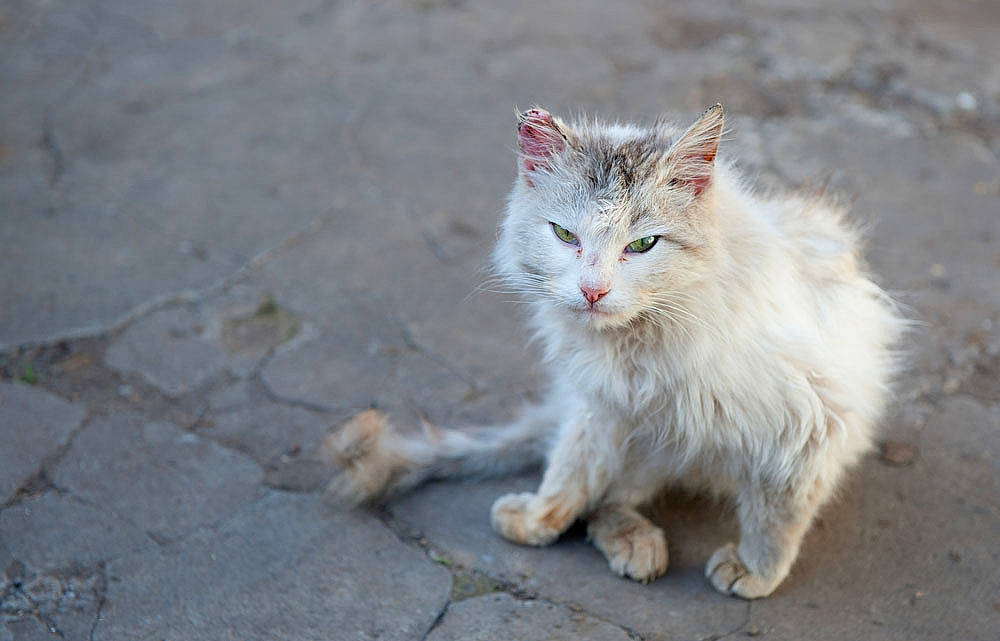 Blanche participe au concours pour gagner de l'argent avec cette photo : asphalt, carnivore, cat, claw, domestic_short_haired_cat, felidae, foot, fur, paw, plant, road_surface, sitting, small_to_medium_sized_cats, snout, tail, terrestrial_animal, whiskers