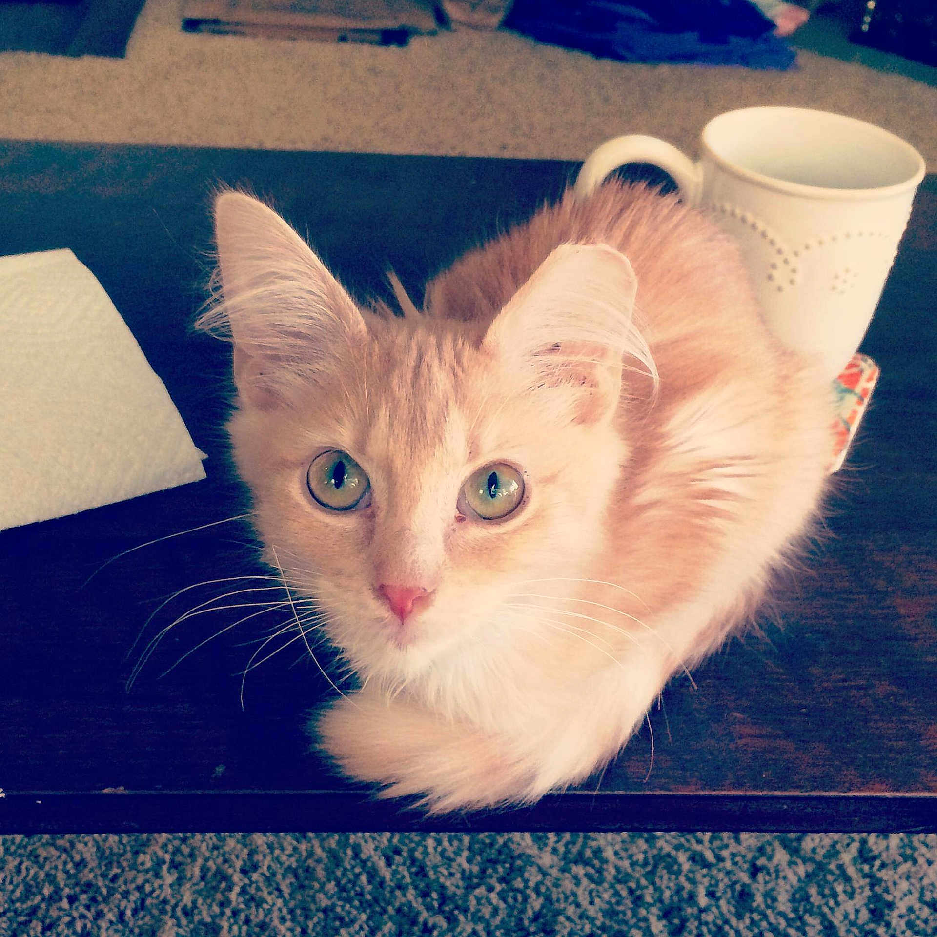 Princess Mia joined the competition — help win amazing prizes!