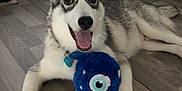 Aïko a rejoint le concours — aidez-le/la à gagner de superbes lots ! dog, puppy, siberian_husky, toy, plush_toy, blue_toy, indoor, floor, wooden_floor, pet, playful, happy, smiling, animal, canine, ears, collar, tongue_out, pet_toy, living_room