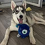 dog, puppy, siberian_husky, toy, plush_toy, blue_toy, indoor, floor, wooden_floor, pet, playful, happy, smiling, animal, canine, ears, collar, tongue_out, pet_toy, living_room