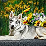 dog, husky, flower_bouquet, sunflowers, gray_surface, green_background, yellow_flowers, purple_flowers, pet, animal, portrait, relaxed, laying_down, nature, indoor, colorful, fur, ears, snout, happy