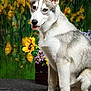 dog, canine, pet, sitting, fur, grey, white, flower, sunflower, purple_flower, wooden_crate, green_background, smiling, tongue_out, portrait, animal, indoor, cute, friendly, fluffy