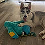 Aïko a rejoint le concours — aidez-le/la à gagner de superbes lots ! dog, puppy, husky, toy, stuffed_animal, parrot, floor, wooden_floor, indoor, pet_bowls, window, open_window, playful, tongue_out, ears_up, smiling, domestic_animal, pet, cute, young_dog