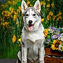 dog, husky, sitting, tongue_out, ears_up, carpet, flowers, sunflowers, floral_backdrop, green_background, pet, animal, portrait, cute, happy, fur, canine, studio, indoors, smiling