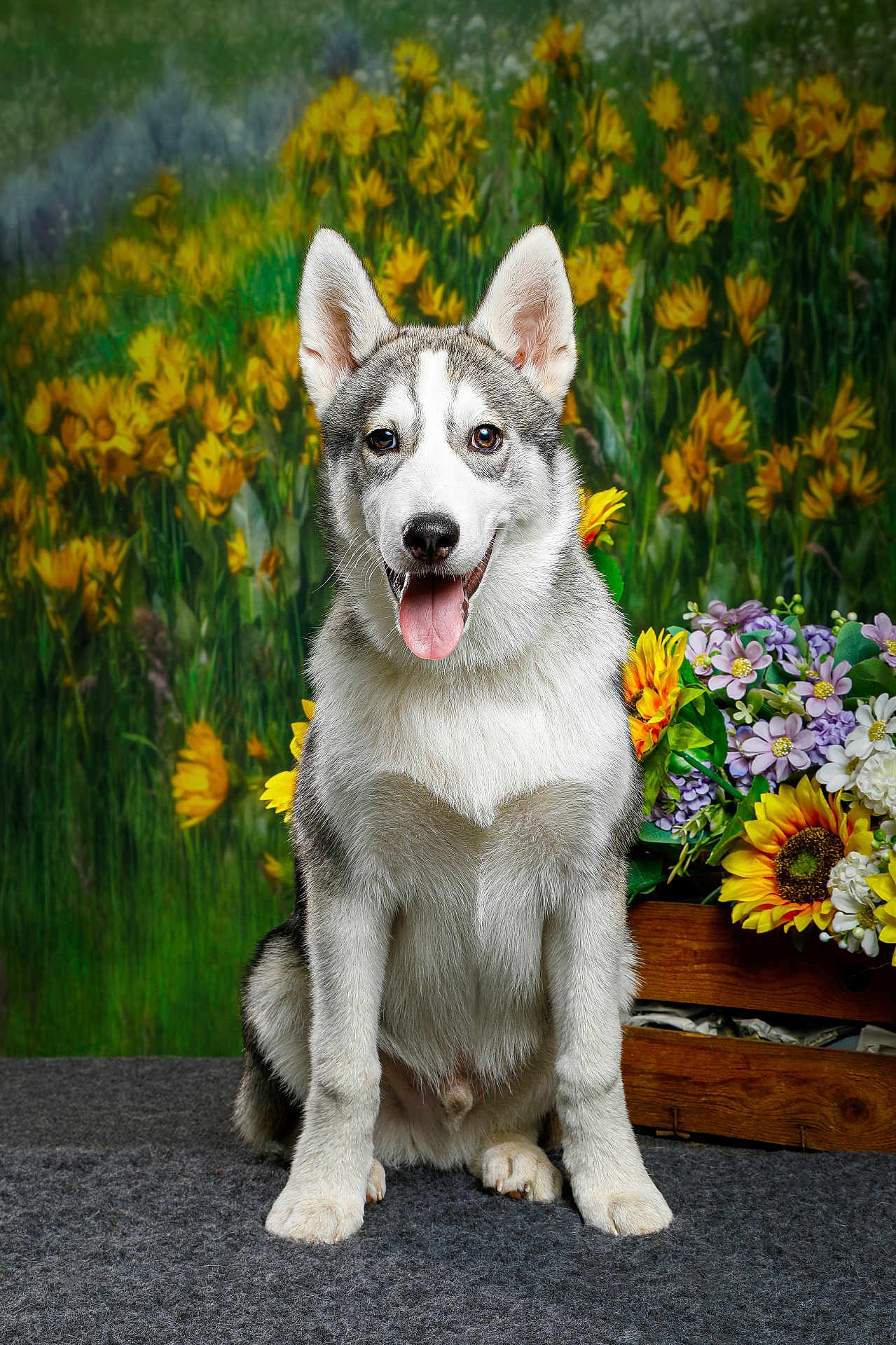 Aïko participe au concours pour gagner de l'argent avec cette photo : dog, husky, sitting, tongue_out, ears_up, carpet, flowers, sunflowers, floral_backdrop, green_background, pet, animal, portrait, cute, happy, fur, canine, studio, indoors, smiling