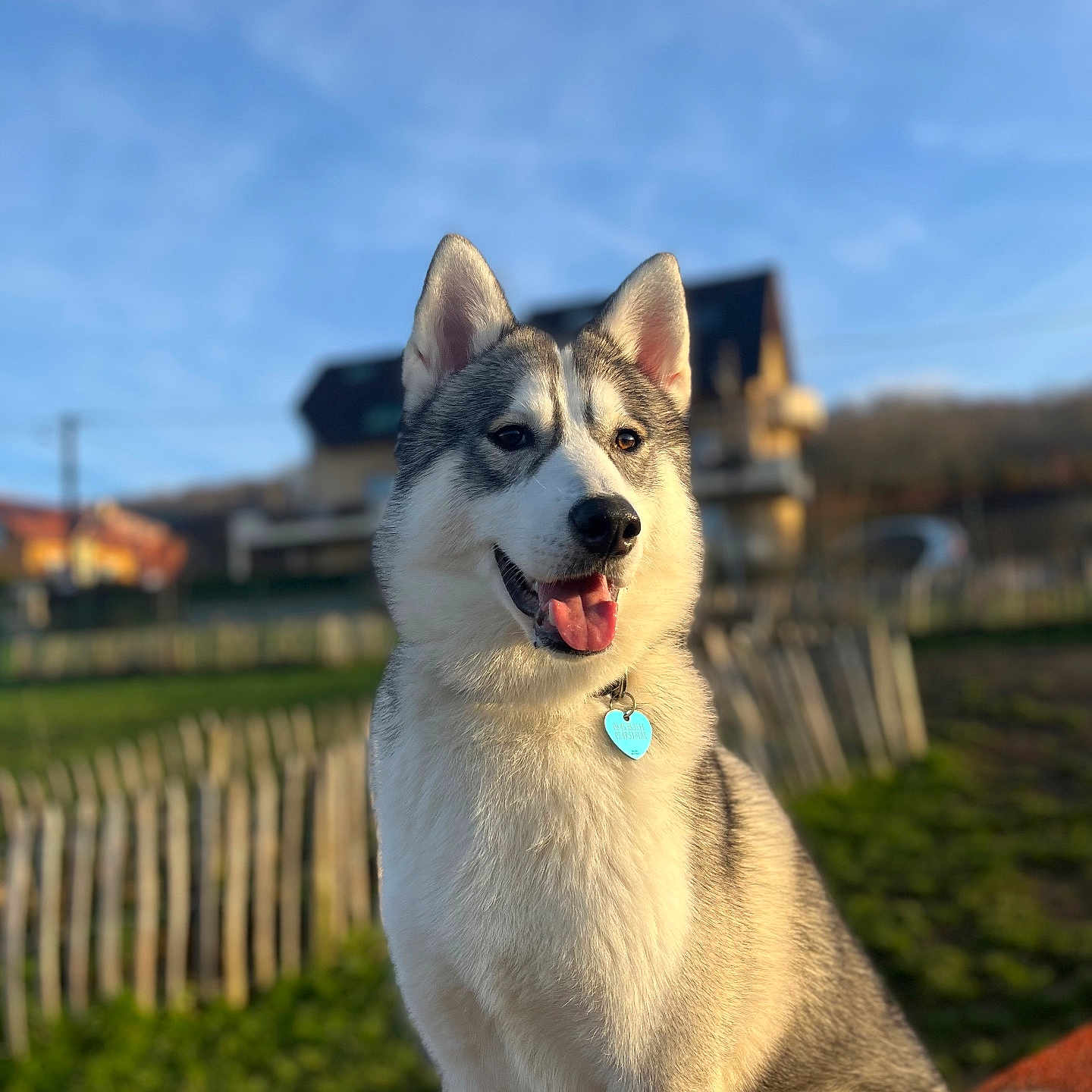 Aïko a rejoint le concours — aidez-le/la à gagner de superbes lots ! animal, canine, collar, daylight, dog, fence, grass, happy, house, husky, mammal, nature, outdoor, pet, portrait, sitting, sky, sunlight, tag, tongue_out