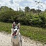 dog, husky, tongue_out, sitting, outdoor, gravel_path, greenery, bushes, sunny, clouds, happy, pet, collar, canine, nature, daylight, animal, mammal, fur, ears
