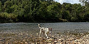 Aïko participe au concours pour gagner de l'argent avec cette photo : adventure, animal, canine, clouds, daylight, dog, forest, greenery, landscape, nature, outdoor, playful, puppy, river, riverbank, rocks, shallow_water, sky, trees, water