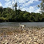 Aïko participe au concours pour gagner de l'argent avec cette photo : dog, puppy, water, river, rocks, outdoor, nature, trees, sky, clouds, greenery, animal, canine, playful, shallow_water, landscape, daylight, forest, riverbank, adventure