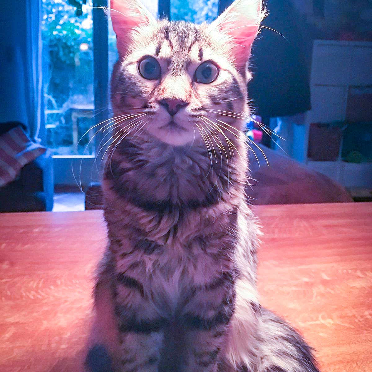 Chewbacca