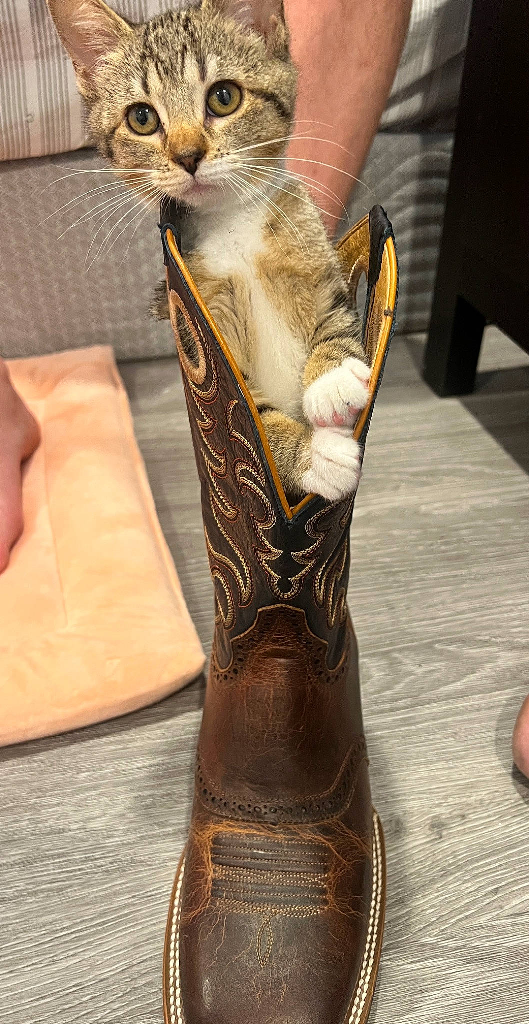 Bella is registered to the contest to win money with this photo: cat, claw, cowboy_boot, domestic_short_haired_cat, fashion_accessory, felidae, foot, fur, human_leg, knee_high_boot, leather, nail, pattern, paw, riding_boot, small_to_medium_sized_cats, thigh, whiskers, wood, wrist