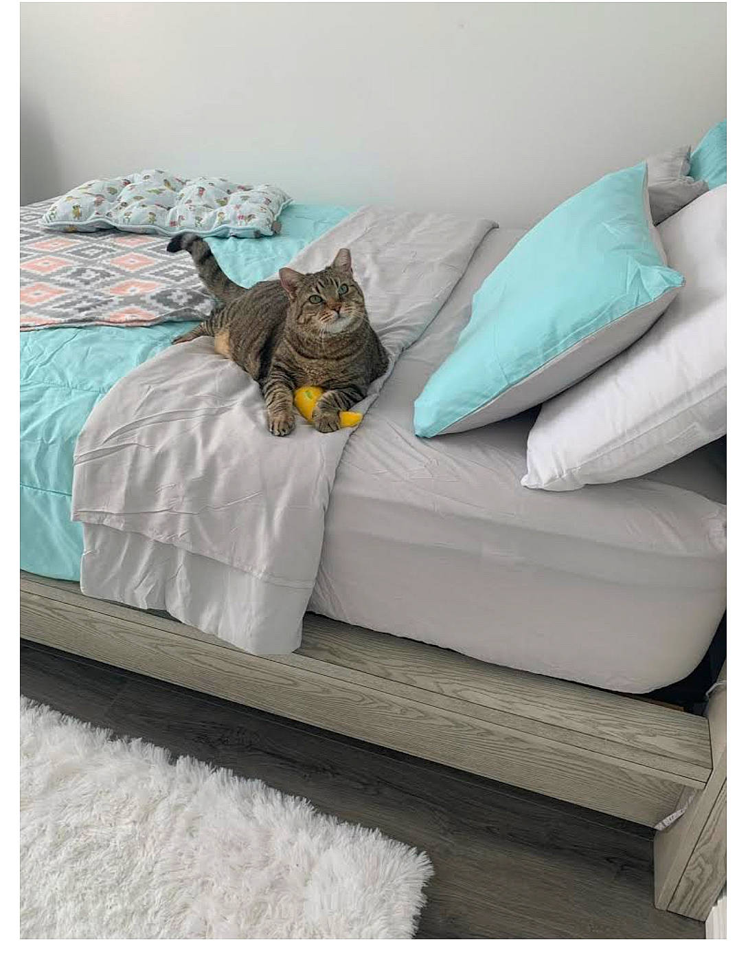 Izzy is registered to the contest to win money with this photo: aqua, bed, bedding, bedroom, carnivore, cat, comfort, couch, felidae, flooring, grey, linens, mattress, pillow, rectangle, small_to_medium_sized_cats, studio_couch, textile, throw_pillow, whiskers