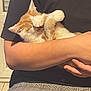 animal, arms, black_shirt, cat, checkered_skirt, close_up, covering_face, cozy, cute, domestic, feline, hands, holding, indoor, orange_cat, person, pet, resting, sleepy, white_cat