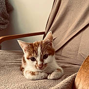 June participe au concours pour gagner de l'argent avec cette photo : animal, blanket, cat, chair, comfortable, cozy, cute, ears, eyes, feline, fur, home, indoor, kitten, orange_and_white, pet, resting, soft_light, whiskers, young