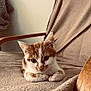 animal, blanket, cat, chair, comfortable, cozy, cute, ears, eyes, feline, fur, home, indoor, kitten, orange_and_white, pet, resting, soft_light, whiskers, young