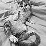 June a rejoint le concours — aidez-le/la à gagner de superbes lots ! animal, bed, black_and_white, blanket, cat, curious, cute, domestic, feline, fluffy, fur, indoor, kitten, lying_down, paw, pet, relaxed, tail, whiskers, young