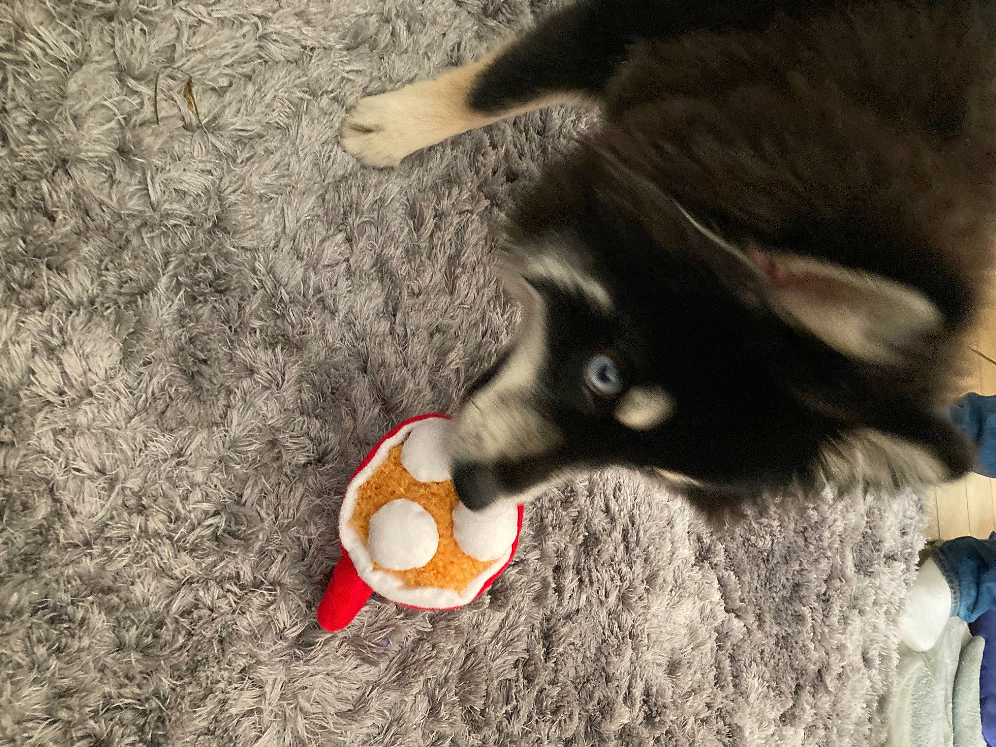 Taïko participe au concours pour gagner de l'argent avec cette photo : ball, canidae, carnivore, companion_dog, dog, dog_breed, dog_toy, felidae, fur, herding_dog, paw, snout, soil, sporting_group, tail, terrestrial_animal, whiskers, wood, working_animal, working_dog