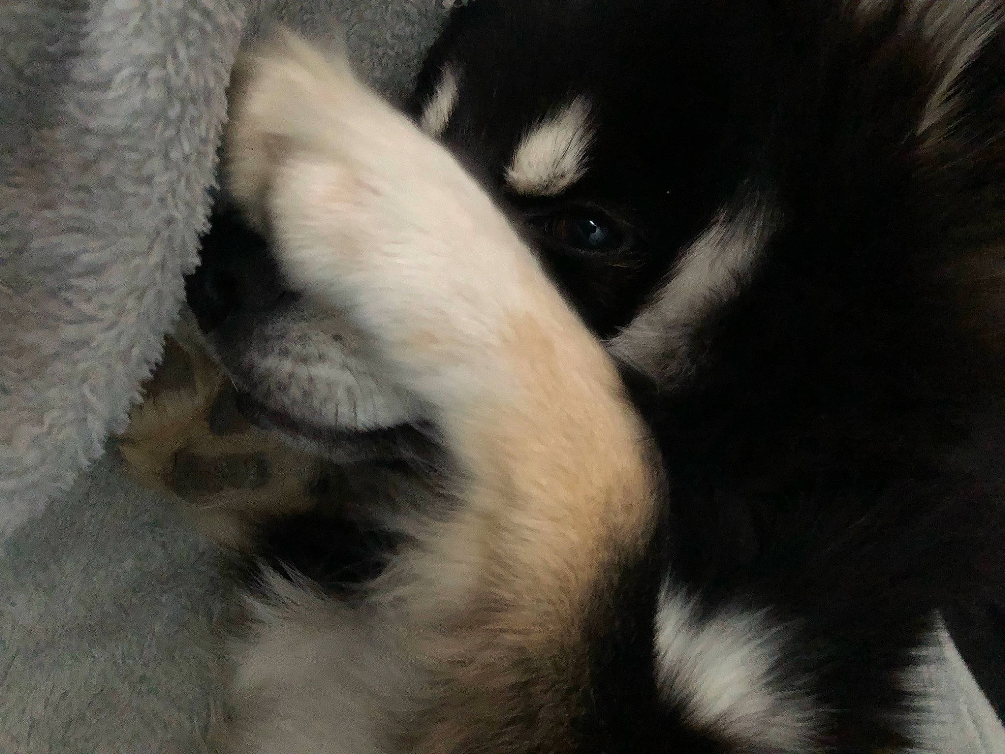 Taïko participe au concours pour gagner de l'argent avec cette photo : bored, canidae, carnivore, claw, comfort, companion_dog, dog, dog_breed, ear, fur, non_sporting_group, puppy, snout, sporting_group, terrestrial_animal, toy_dog, whiskers, working_animal, working_dog