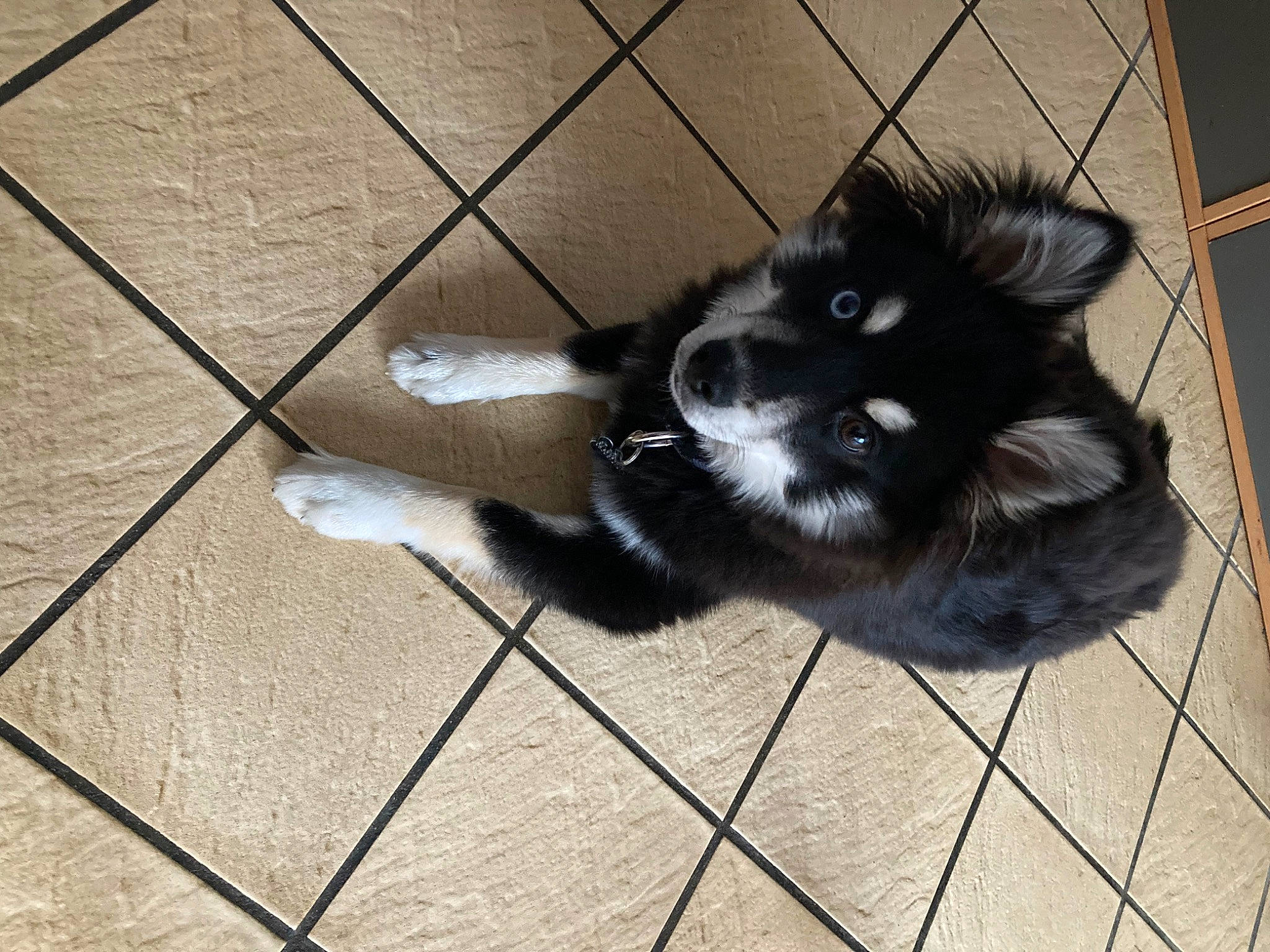 Taïko a rejoint le concours — aidez-le/la à gagner de superbes lots ! canidae, carnivore, comfort, companion_dog, dog_breed, felidae, floor, flooring, fur, hardwood, non_sporting_group, paw, shadow, small_to_medium_sized_cats, tail, terrestrial_animal, tile, whiskers, wood, working_animal