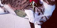 Harper participe au concours pour gagner de l'argent avec cette photo :