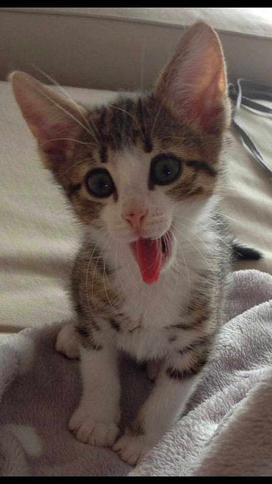 Harper