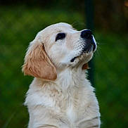 Aslan participe au concours pour gagner de l'argent avec cette photo : adorable, animal, canine, companion, cute, dog, domestic_animal, fluffy, friendly, fur, golden_retriever, greenery, looking_up, mammal, nature, outdoor, pet, portrait, puppy, young