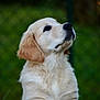adorable, animal, canine, companion, cute, dog, domestic_animal, fluffy, friendly, fur, golden_retriever, greenery, looking_up, mammal, nature, outdoor, pet, portrait, puppy, young