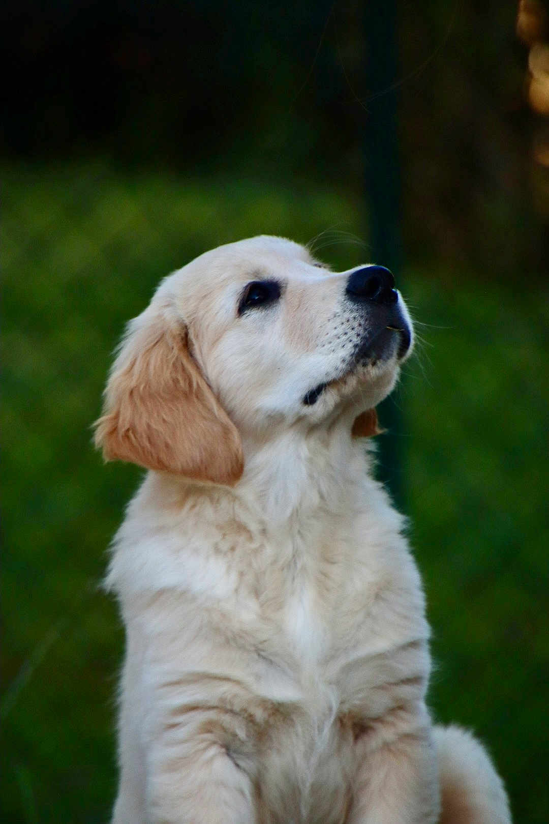 Aslan