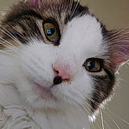 S.j joined the competition — help win amazing prizes! cat, close_up, fluffy, green_eyes, whiskers, pink_nose, curious, pet, animal, feline, portrait, indoor, soft_fur, face, ears, cute, domestic, mammal, tabby, white_fur