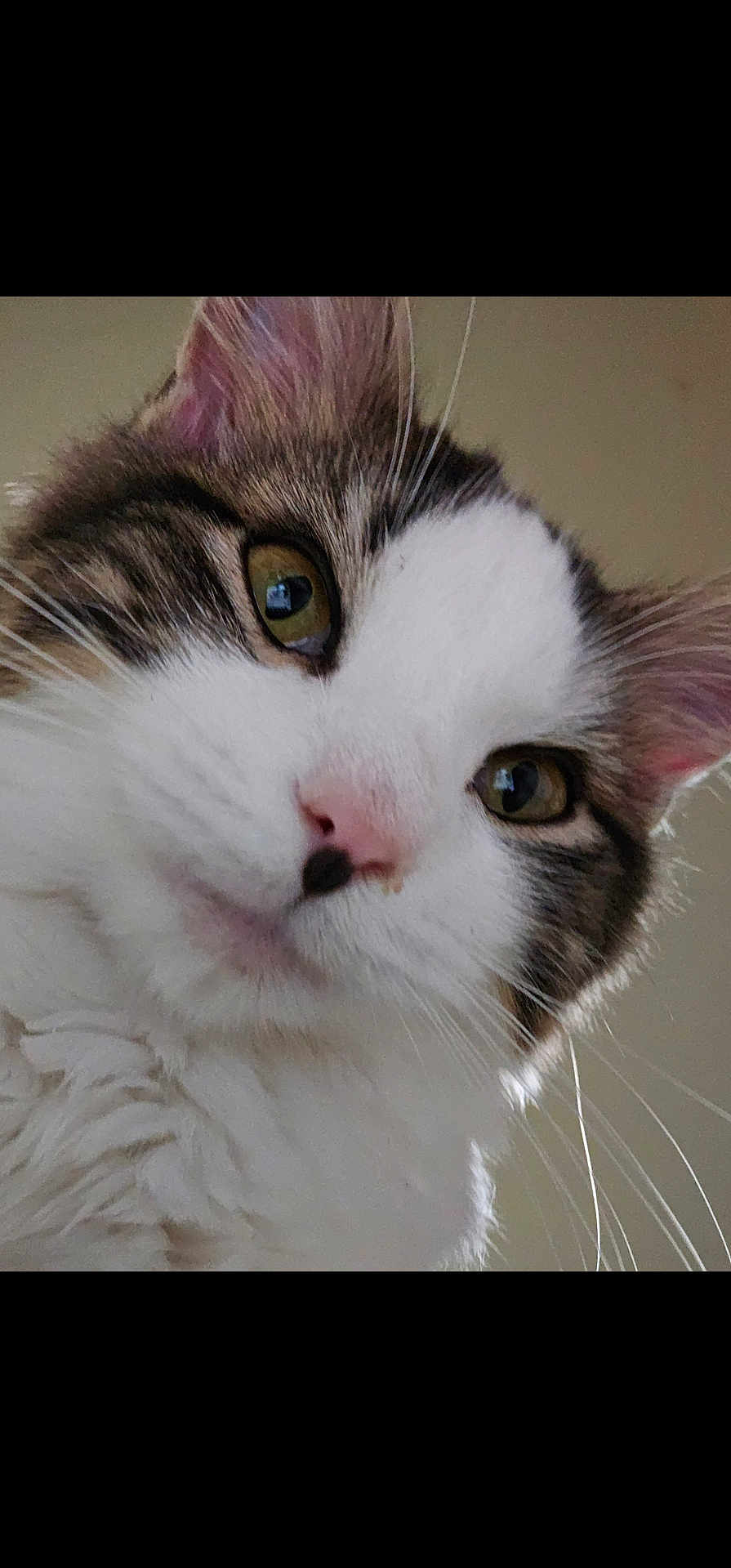 S.j joined the competition — help win amazing prizes! cat, close_up, fluffy, green_eyes, whiskers, pink_nose, curious, pet, animal, feline, portrait, indoor, soft_fur, face, ears, cute, domestic, mammal, tabby, white_fur