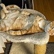 Cheeto is registered to the contest to win money with this photo: bedding, carpet, cat, cat_bed, cat_tree, cozy, ears, fur, ginger_cat, hardwood_floor, indoor, lounging, paw, pet, portrait, relaxed, scratch_post, sleepy, vertical_blinds, whiskers