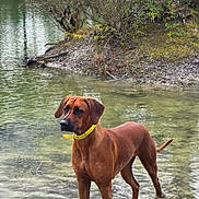 Anhkha participe au concours pour gagner de l'argent avec cette photo : dog, canine, standing, water, lake, shoreline, trees, nature, outdoor, portrait, reflection, brown_coat, collar, curious, paws, mud, bushes, calm, riverbank, wildlife