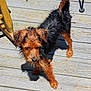 Bentley Levi is registered to the contest to win money with this photo: dog, wet_fur, outdoor, wooden_deck, sunlight, pet, canine, small_dog, curious, brown, black, fur, animal, paw, walking, shadow, daylight, playful, ears, nose