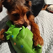 Bentley Levi joined the competition — help win amazing prizes! dog, toy, green_toy, playing, brown_fur, black_fur, pet, indoor, blanket, texture, close_up, chewing, cute, animal, paw, snout, relaxing, home, fun, playful