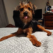 Bentley Levi is registered to the contest to win money with this photo: animal, bed, bedspread, black, brown, canine, cute, dog, domestic, fur, furniture, indoor, lying_down, pet, playful, relaxed, room, scruffy, texture, tongue_out