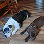 dog, puppy, sleeping, floor, wooden_floor, black_and_white, brown_dog, indoor, resting, pet, animal, collar, canine, domestic_animal, two_dogs, quiet, peaceful, home, furniture, wood