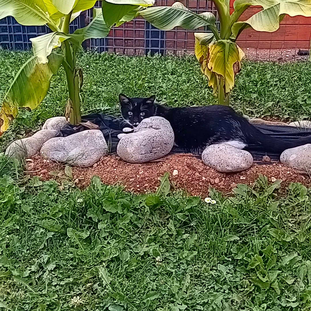 Yuki participe au concours pour gagner de l'argent avec cette photo : animal, backyard, cat, flower, garden, grass, green, jar, leaf, nature, outdoors, pet, plant, planter, pottedplant, pottery, soil, vase, vegetation, yard