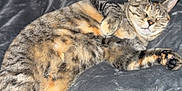 Mio is registered to the contest to win money with this photo: cat, tabby, sleeping, relaxed, pet, indoor, feline, cozy, blanket, soft, fur, animal, whiskers, paws, cute, domestic, resting, comfort, bedroom, nap
