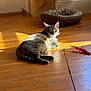 Mio is registered to the contest to win money with this photo: cat, tabby_cat, sunlight, wooden_floor, pet_bed, feather_toy, indoor, relaxed, animal, feline, striped, domestic_animal, floor, household, resting, cozy, plaything, fur, light_and_shadow, home