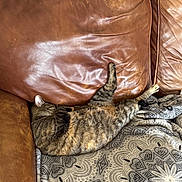 Mio joined the competition — help win amazing prizes! cat, tabby, sleeping, couch, leather, brown, blanket, patterned, cozy, relaxation, indoor, pet, feline, resting, fur, whiskers, claws, paws, home, comfort