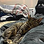 Mio joined the competition — help win amazing prizes! cat, tabby, sleeping, blanket, bedroom, comforter, plaid, furniture, chair, indoor, cozy, resting, pet, animal, fur, paw, cute, relaxing, home, napping