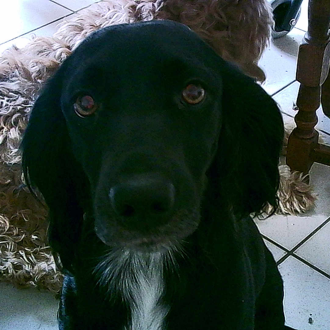 Banbi