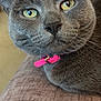 Angel is registered to the contest to win money with this photo: cat, gray_cat, close_up, pet, feline, collar, pink_collar, yellow_eyes, indoor, sofa, texture, whiskers, fur, portrait, animal, cute, relaxed, domestic_cat, face, closeup