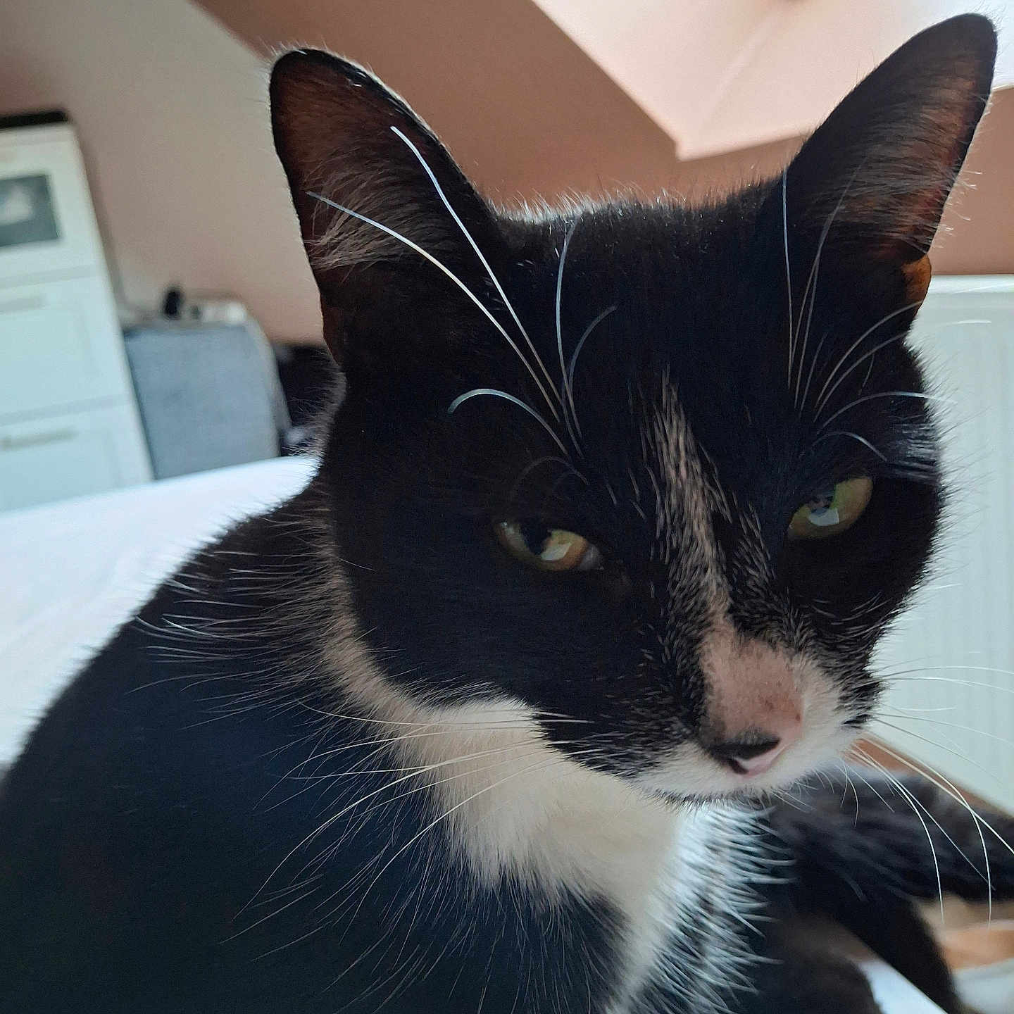 Patmol participe au concours pour gagner de l'argent avec cette photo : animal, black_and_white, cat, close_up, cute, domestic, ears, eye, face, feline, fur, indoor, lying_down, mammal, nose, pet, relaxed, soft_light, whiskers, window