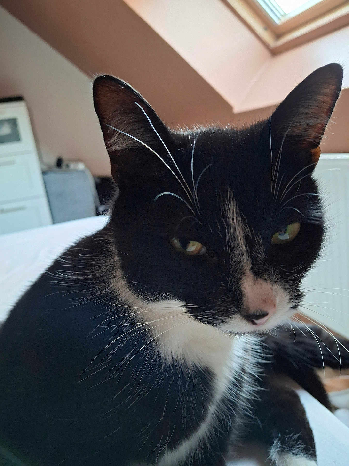 Patmol participe au concours pour gagner de l'argent avec cette photo : cat, black_and_white, whiskers, indoor, window, fur, close_up, animal, pet, relaxed, mammal, face, ears, nose, eye, lying_down, domestic, feline, cute, soft_light